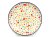 Shallow Plate 25 cm (10")   Colorful Hearts UNIKAT