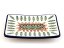 Soap Dish   Indian Summer