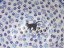 Bowl CLASSIC  20 cm (8")   Black Cat