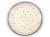 Small Dessert Plate 16 cm (6")   Snow Flowers